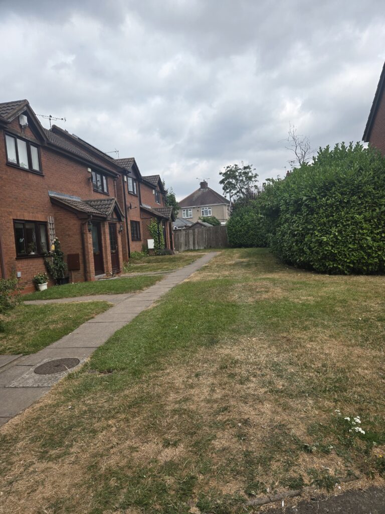 1000 pound grass